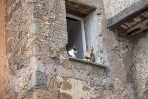 cat at the window relaxing in rome looking at you photo