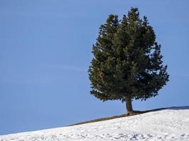 isolated pine tree silhouette on snow in mountains photo