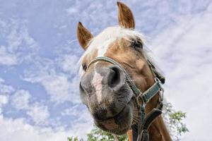 caballo fuera de la casa foto