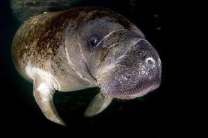 florida manatee close up portrait photo