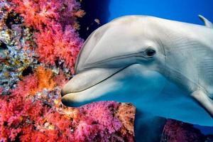 delfín bajo el agua en el arrecife mirada de cerca foto