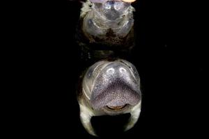 florida manatee close up portrait approaching snorkelist photo