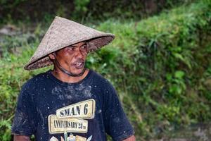 BALI, INDONESIA - AUGUST 17 2016 - people while growing and farming rice field in bali photo