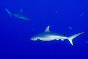 tiburón gris listo para atacar bajo el agua foto