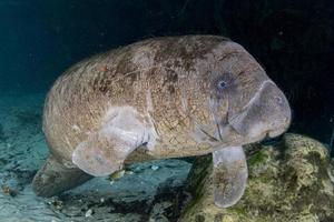 florida manatee close up portrait photo