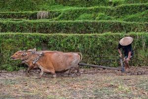 man while plowing rice field in bali with cow plough photo