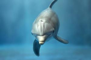 dolphin underwater looking at you photo