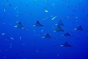 manta raya águila mientras bucea en maldivas foto