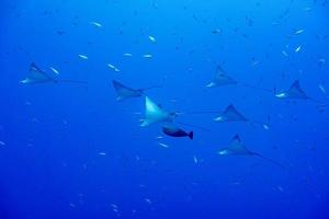 manta raya águila mientras bucea en maldivas foto