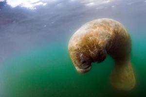 florida manatee close up portrait approaching snorkelist photo