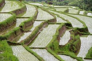 terrace rice field in bali indonesia view panorama photo