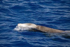 cuvier beaked whale while breathing on sea surface photo