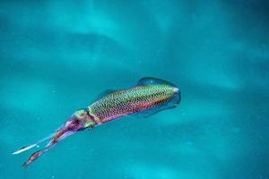 Squid cuttlefish underwater at night photo