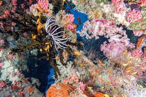 Alcyonarian Soft Coral wall underwater landscape panorama photo