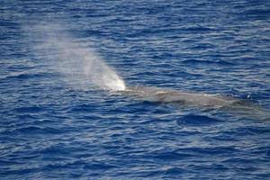 young sperm whale blowing in mediterranean sea photo