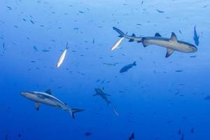 tiburón gris listo para atacar bajo el agua foto