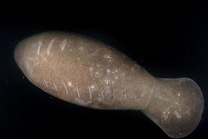 florida manatee damaged by propeller portrait in crystal river photo