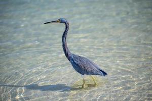 A blue heron hunting in the sea photo