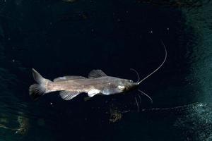 Catfish isolated underwater while diving cenotes photo