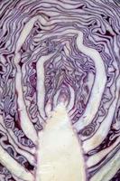 purple cabbage macro detail looks like a tree photo