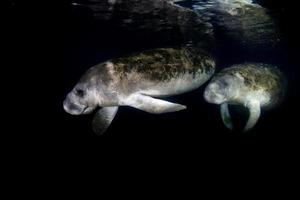 florida manatee close up portrait approaching snorkelist photo