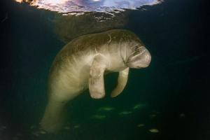 florida manatee close up portrait photo