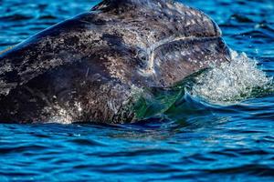 baby grey whale nose at sunset in pacific ocean photo