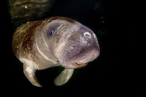 florida manatee close up portrait photo