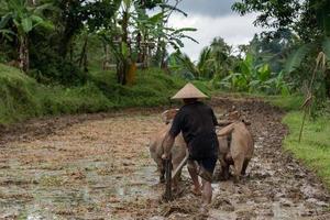 man while plowing rice field in bali with cow plough photo