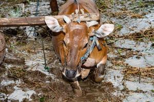 man while plowing rice field in bali with cow plough photo