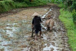 man while plowing rice field in bali with cow plough photo