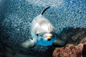 dolphin underwater on reef close up look photo