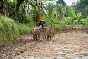 BALI, INDONESIA - AUGUST 17 2016 - people while growing and farming rice field in bali photo