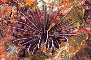 crinoid underwater while diving different color photo