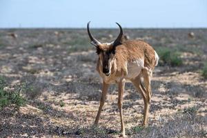 antilocapra americana berrendo peninsular méxico baja california foto