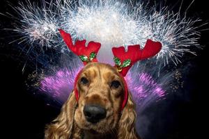 Cocker Spaniel Christmas dressed new years eve background photo