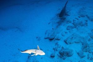tiburón toro en el fondo del océano azul listo para atacar a los peces lechón foto