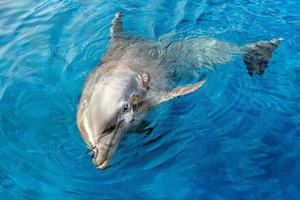 dolphin smiling eye close up portrait detail photo