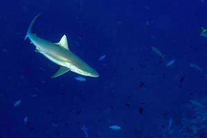 Grey shark ready to attack underwater photo
