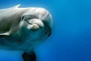 dolphin underwater on reef close up look photo