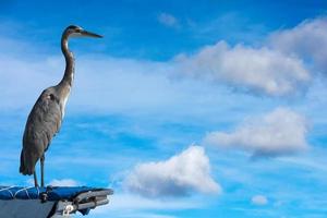 Blue black heron isolated on blue sky photo