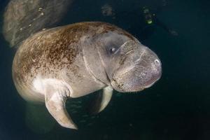 florida manatee close up portrait photo