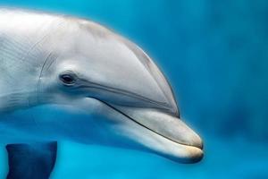 detalle de retrato de cerca de delfín mientras te mira foto