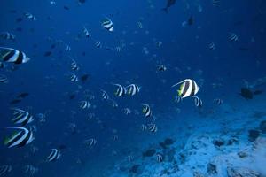 school of angel fish in the blue ocean photo