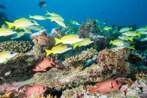 Maldives corals house for Fishes underwater view photo