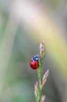red ladybug macro on green leaf background photo