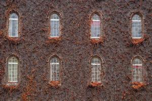 ivy on medieval castle wall photo