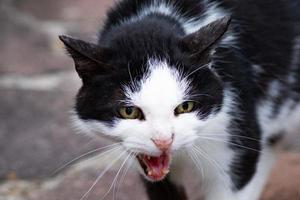 gato blanco y negro listo para atacar foto