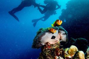 Clown fish inside red anemone in maldives with scuba diver silhouette photo