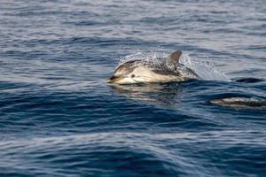 striped dolphins jumping outside the sea photo